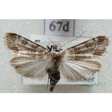 Eudonia mercurella (Linnaeus, 1758) Mietliczka znaczona Czech67d